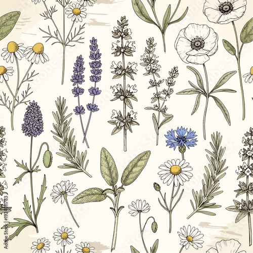 Botanical illustration of various herbs and flowers arranged in a seamless pattern design