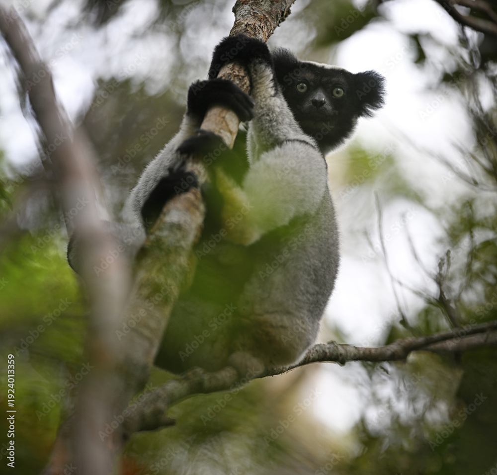 Fototapeta premium Indri (Indri indri) Climbing Tree and Looking Directly at Camera