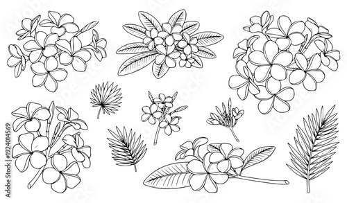 Plumeria and frangipani flower line drawing vector collection with botanical outline art for coloring books