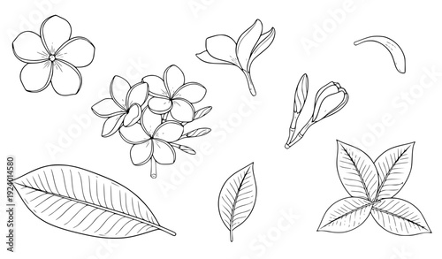 Plumeria flower hand drawn line art vector set with frangipani blooms and tropical leaves for coloring book pages