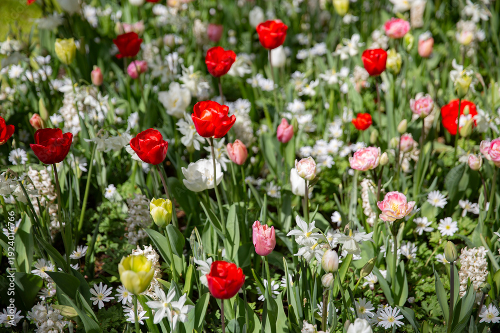 Fototapeta premium Vibrant Spring Flowerbed with Colorful Tulips and White Narcissus