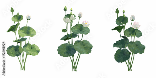 Watercolor painting of lotus flowers and lily pads on white background