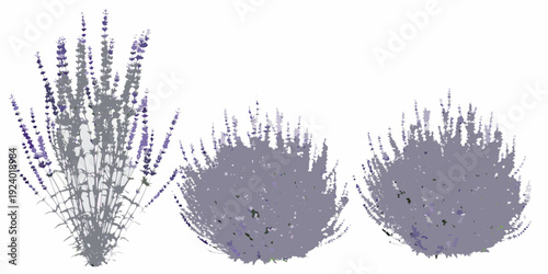 Three lavender plants displayed in varying stages of bloom and detail