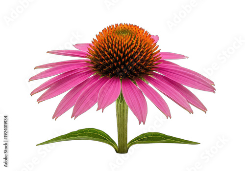 Vibrant purple coneflower bloom with spiky orange center isolated on transparent background