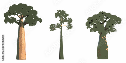 Three baobab trees with distinct shapes and varying heights are shown