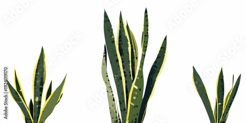 Three snake plants with variegated leaves against a white background