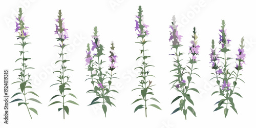 Collection of purple flower stalks with varying heights and bloom stages