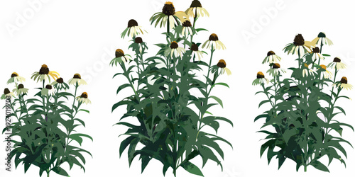 A group of coneflowers in varying stages of growth digitally illustrated