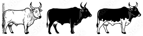Set of three bull and cow vector illustrations in sketch and silhouette styles