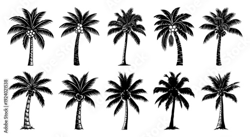 Set of detailed tropical coconut palm trees for summer design