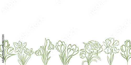 Floral bottom border with line art style spring flower snowdrop, iris, daffodil, tulip, crocus, peony. Illustration background for wedding invitation, greeting card and elegant textile design.