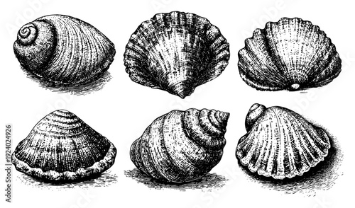 Set of various sea shells hand drawn in detailed vintage engraving style