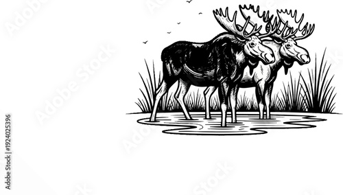 Two large moose with antlers stand in shallow water surrounded by reeds