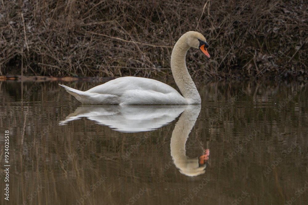 Fototapeta premium Swan on the water.