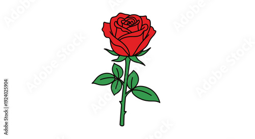 Vibrant red rose with green stem and leaves isolated on white background