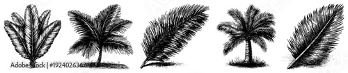 Collection of tropical palm trees and exotic palm leaves in vintage etching style