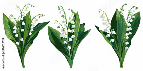 Three delicate stems of lily of the valley with vibrant green leaves