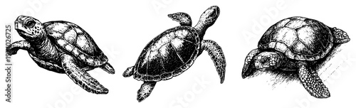 Set of sea turtles hand drawn in detailed vintage engraving sketch style
