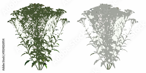 Two depictions of wildflowers color and grayscale versions are showcased