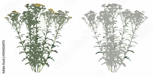 Two botanical illustrations of flowering plants on a white background