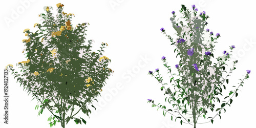 Two flowering plants with yellow and purple blooms isolated on white