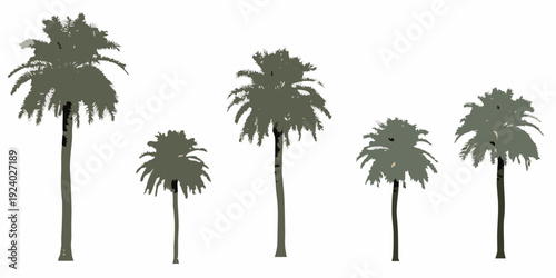 A group of silhouetted palm trees against a stark white background