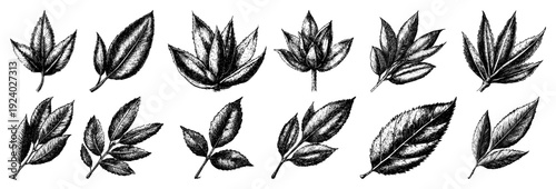 Detailed vintage hand drawn botanical sketch set of various plant and tree leaves