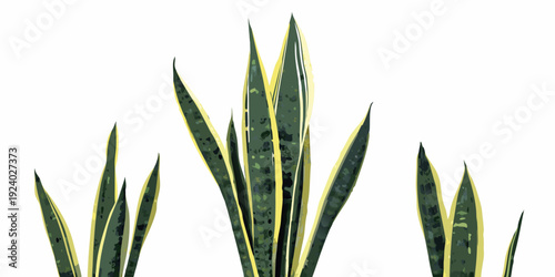 Close up of vibrant snake plant leaves with yellow edges