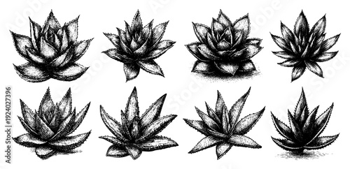 Vintage hand drawn sketch set of succulent plants and agave cacti for botanical design