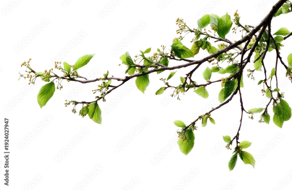 Obraz premium PNG Branch with fresh green leaves.