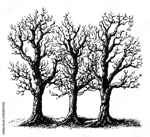 Group of three old leafless winter trees in detailed vintage engraved style