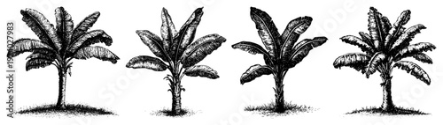 Collection of tropical banana palm trees in hand drawn vintage etching style