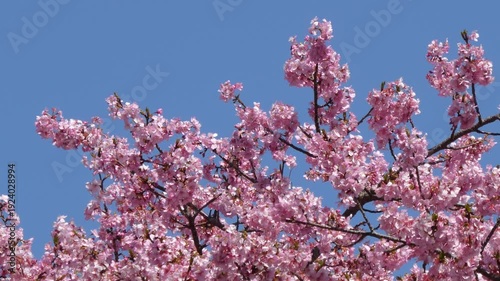 青空の下で満開の桜「イズノオドリコ」と飛び交うミツバチ