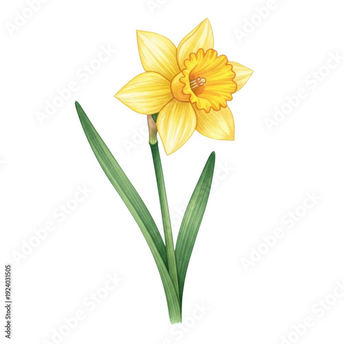 A single vibrant daffodil with a bright yellow flower and green stem