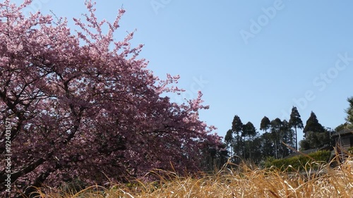 満開の桜「イズノオドリコ」と枯草・木々が織りなす春の里山風景