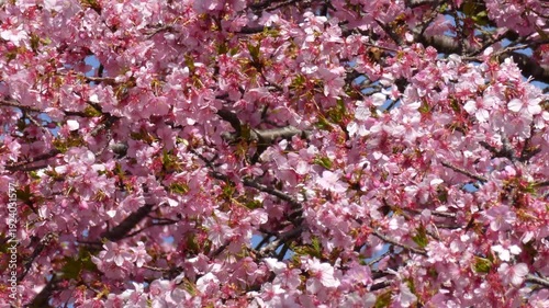 画面いっぱいに広がる満開の桜「イズノオドリコ」