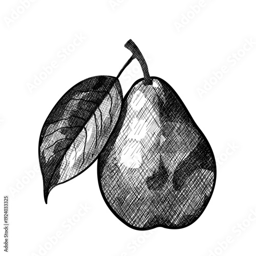 Pear with leaf, hand drawn fruit vector sketch