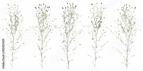Delicate wildflower stems with small white and purple blooms isolated on white
