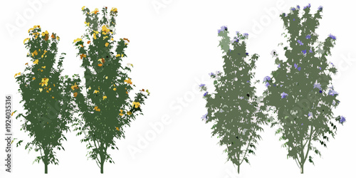 Isolated flowering shrubs with yellow and purple blooms on white background