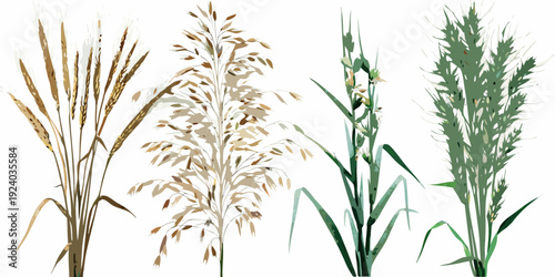 An illustration depicting various types of mature cereal grains and grasses