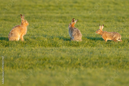 Hare in nature during mating.time.