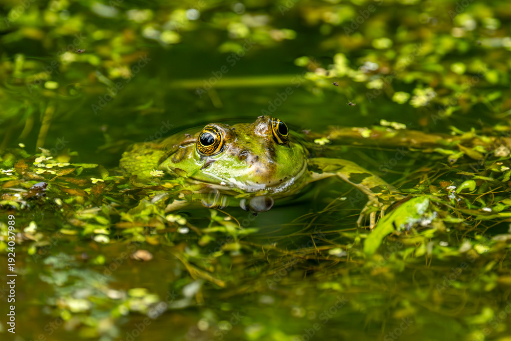 Obraz premium A frog