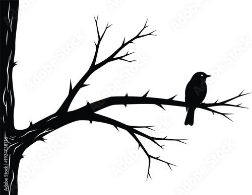 Black bird silhouette sitting on a bare tree branch against white background nature