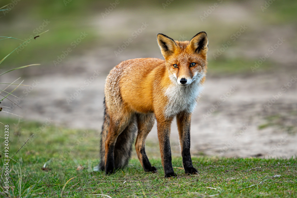 Obraz premium Fox