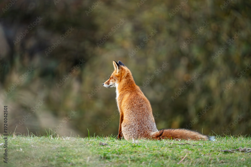 Fototapeta premium Fox in the wild
