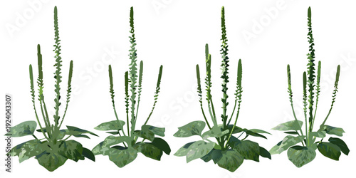 Four plantain weeds with distinctive green flower spikes and broad leaves