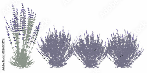 Illustration of lavender plants in varying shades of purple and green