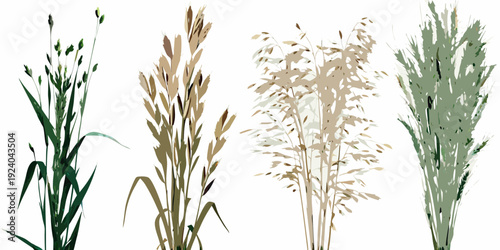 Illustration of various types of grasses and grains in different colors