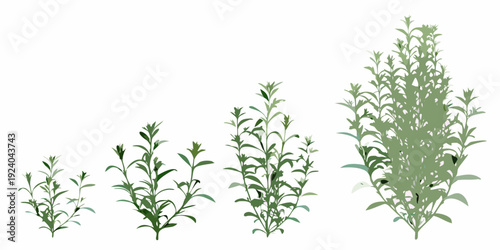 Illustration depicting the growth stages of a leafy green plant