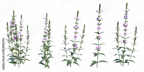A collection of purple loosestrife wildflowers on a white background